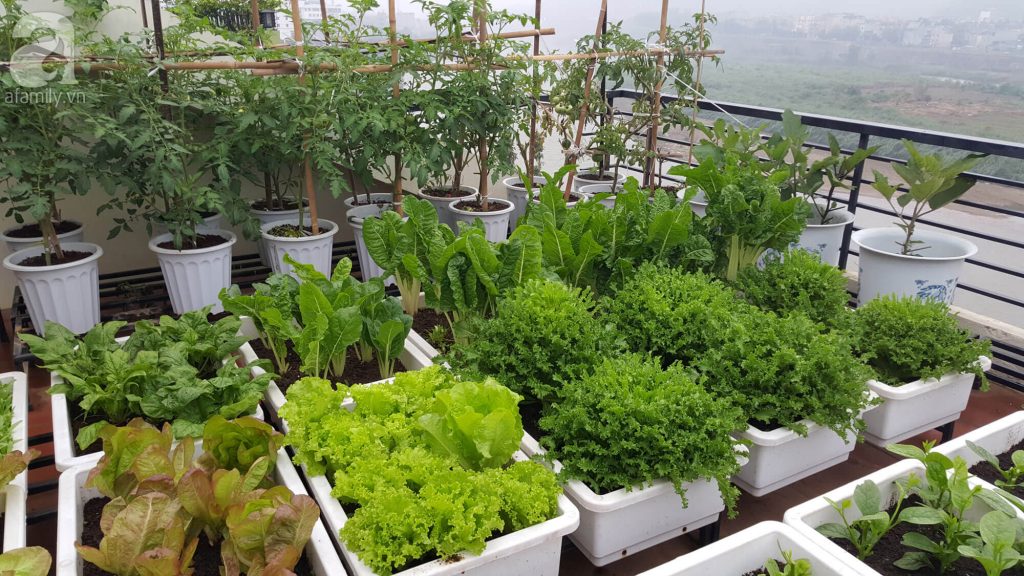 Làm Vườn Trên Sân Thượng Phải Hợp Phong Thủy Ngôi Nhà