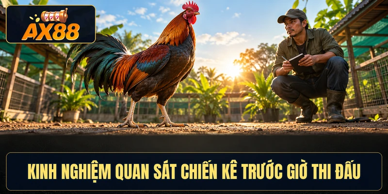 Kinh nghiệm quan sát chiến kê trước giờ thi đấu